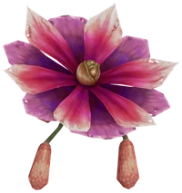 Dendrobium