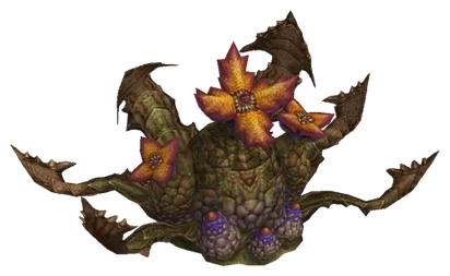 Cephalotus