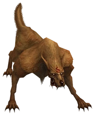 Coyote